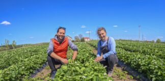 Truskawki kwitną, ale … są już poważne problemy!