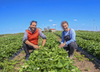 Truskawki kwitną, ale … są już poważne problemy!