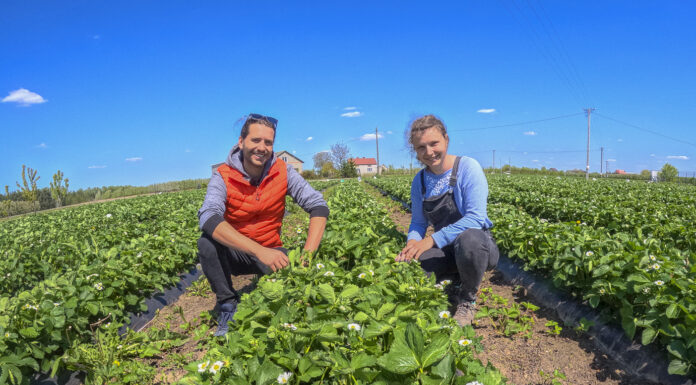 Truskawki kwitną, ale … są już poważne problemy!