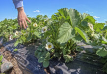 Plantacje truskawek po przymrozkach – straty już widać!