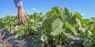 Plantacje truskawek po przymrozkach – straty już widać!