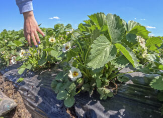 Plantacje truskawek po przymrozkach – straty już widać!