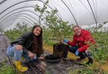 Możliwości wykorzystania produktów z węgla brunatnego w uprawie borówki