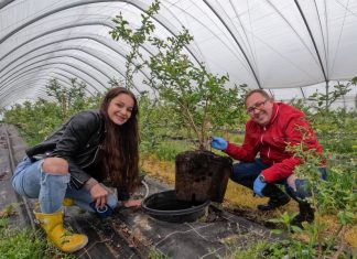 Możliwości wykorzystania produktów z węgla brunatnego w uprawie borówki