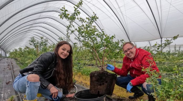 Możliwości wykorzystania produktów z węgla brunatnego w uprawie borówki