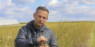 Zwalczanie szarej pleśni w okresie kwitnienia borówki