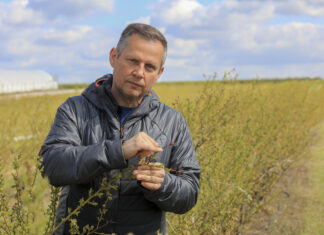 Zwalczanie szarej pleśni w okresie kwitnienia borówki