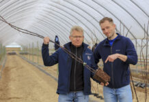 Maliny 2023. Nawozy na dobry start