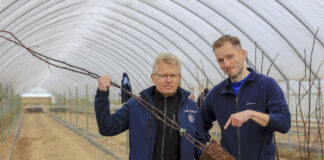 Maliny 2023. Nawozy na dobry start