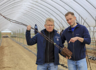 Maliny 2023. Nawozy na dobry start