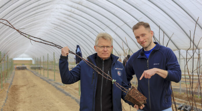 Maliny 2023. Nawozy na dobry start