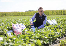 Nawożenie truskawek w czasie kwitnienia. Sezon 2023