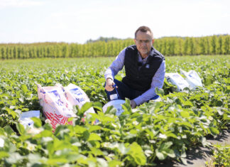 Nawożenie truskawek w czasie kwitnienia. Sezon 2023