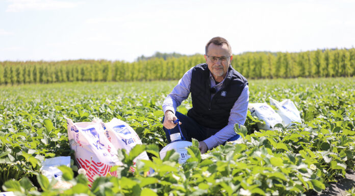 Nawożenie truskawek w czasie kwitnienia. Sezon 2023