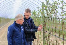 Maliny rosną ale jak zapobiec niedoborom składników pokarmowych