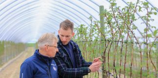 Maliny rosną ale jak zapobiec niedoborom składników pokarmowych