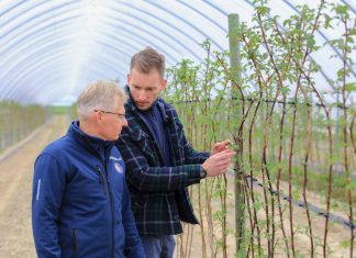 Maliny rosną ale jak zapobiec niedoborom składników pokarmowych