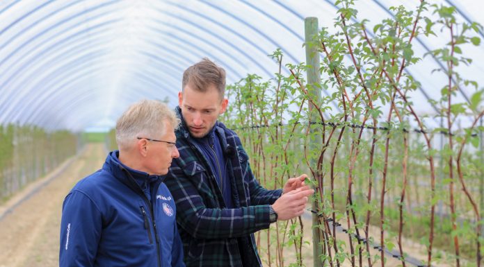 Maliny rosną ale jak zapobiec niedoborom składników pokarmowych