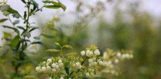 Kwitnienie różnych odmian borówki – 18 maja 2023