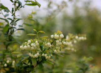 Kwitnienie różnych odmian borówki – 18 maja 2023