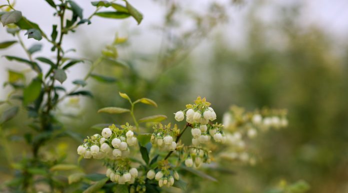 Kwitnienie różnych odmian borówki – 18 maja 2023