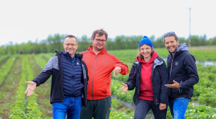 Największa kolekcja odmian truskawek w warunkach produkcyjnych. To trzeba zobaczyć!