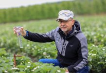 Nawożenie truskawek po intensywnych opadach deszczu