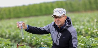 Nawożenie truskawek po intensywnych opadach deszczu