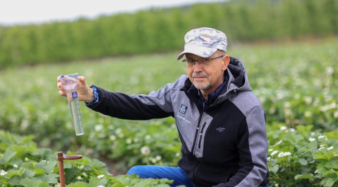 Nawożenie truskawek po intensywnych opadach deszczu