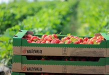 Polskie truskawki w sklepach Biedronka. Jak zostać dostawcą?