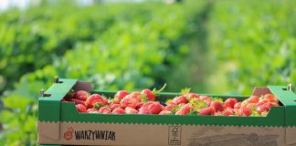 Polskie truskawki w sklepach Biedronka. Jak zostać dostawcą?