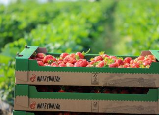 Polskie truskawki w sklepach Biedronka. Jak zostać dostawcą?