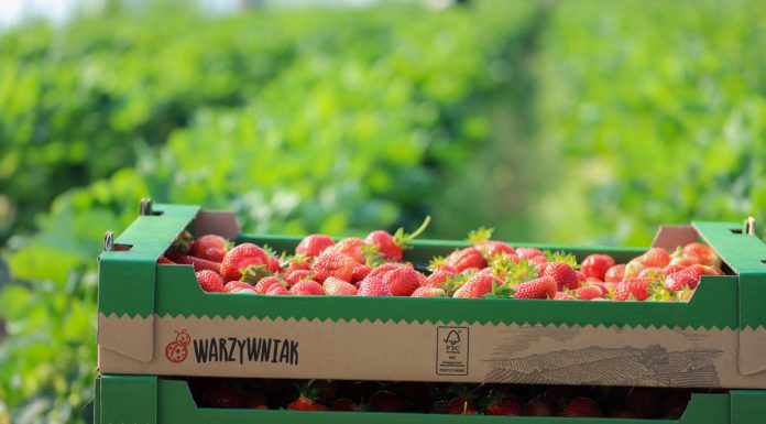 Polskie truskawki w sklepach Biedronka. Jak zostać dostawcą?