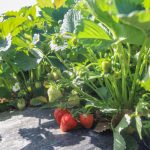 Jak utrzymać duże truskawki aż do końca zbiorów?