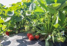 Jak utrzymać duże truskawki aż do końca zbiorów?