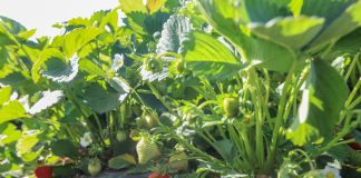 Jak utrzymać duże truskawki aż do końca zbiorów?