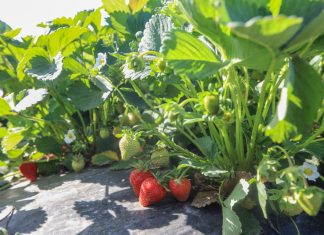 Jak utrzymać duże truskawki aż do końca zbiorów?