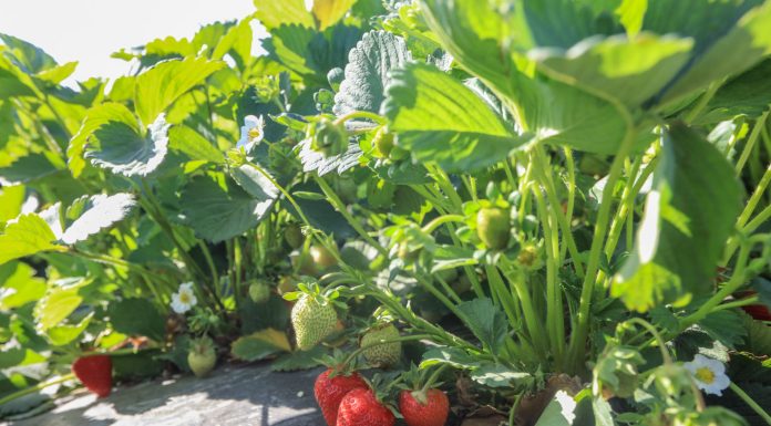 Jak utrzymać duże truskawki aż do końca zbiorów?