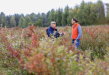 Borówka po przymrozkach. Jak zregenerować rośliny w ciągu jednego sezonu?