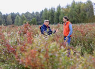 Borówka po przymrozkach. Jak zregenerować rośliny w ciągu jednego sezonu?