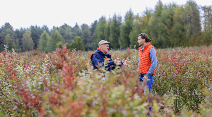 Borówka po przymrozkach. Jak zregenerować rośliny w ciągu jednego sezonu?