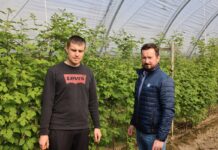 Nawożenie malin w tunelach – okres kwitnienia i zawiązywania owoców