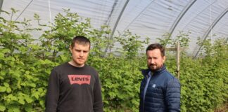 Nawożenie malin w tunelach – okres kwitnienia i zawiązywania owoców