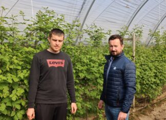 Nawożenie malin w tunelach – okres kwitnienia i zawiązywania owoców