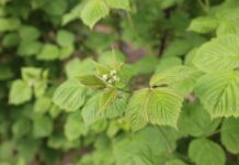 Chemiczna ochrona malin w tunelach dopasowana do wymagań rynku