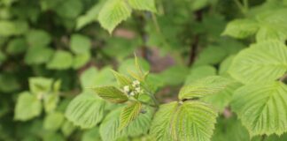 Chemiczna ochrona malin w tunelach dopasowana do wymagań rynku