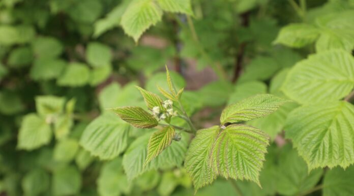 Chemiczna ochrona malin w tunelach dopasowana do wymagań rynku