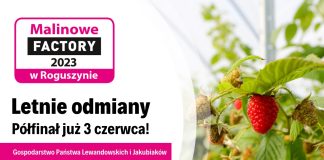 Malinowe Factory 2023 – Letnie odmiany – półfinał projektu