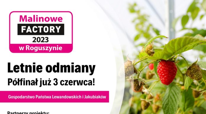 Malinowe Factory 2023 – Letnie odmiany – półfinał projektu