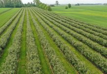 Kończy się kwitnienie aronii – co dalej?